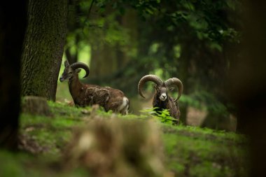 Ovis musimon. Çek Cumhuriyeti'nde fotoğraflandı. Çek Cumhuriyeti güzel doğası. Güzel resim. Bahar doğa. Avrupa çapında genişletti. Hayvan hayattan. Avrupa. Çek Cumhuriyeti. Doğa. Hayvan.