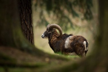 Ovis musimon. Çek Cumhuriyeti'nde fotoğraflandı. Çek Cumhuriyeti güzel doğası. Güzel resim. Bahar doğa. Avrupa çapında genişletti. Hayvan hayattan. Avrupa. Çek Cumhuriyeti. Doğa. Hayvan.
