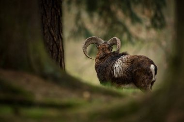 Ovis musimon. Çek Cumhuriyeti'nde fotoğraflandı. Çek Cumhuriyeti güzel doğası. Güzel resim. Bahar doğa. Avrupa çapında genişletti. Hayvan hayattan. Avrupa. Çek Cumhuriyeti. Doğa. Hayvan.