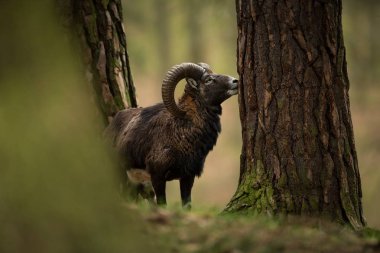 Ovis musimon. Çek Cumhuriyeti'nde fotoğraflandı. Çek Cumhuriyeti güzel doğası. Güzel resim. Bahar doğa. Avrupa çapında genişletti. Hayvan hayattan. Avrupa. Çek Cumhuriyeti. Doğa. Hayvan.