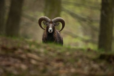 Ovis musimon. Çek Cumhuriyeti'nde fotoğraflandı. Çek Cumhuriyeti güzel doğası. Güzel resim. Bahar doğa. Avrupa çapında genişletti. Hayvan hayattan. Avrupa. Çek Cumhuriyeti. Doğa. Hayvan.