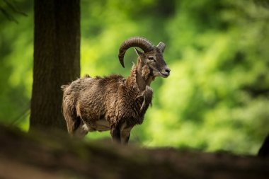 Ovis musimon. Çek Cumhuriyeti'nde fotoğraflandı. Çek Cumhuriyeti güzel doğası. Güzel resim. Bahar doğa. Avrupa çapında genişletti. Hayvan hayattan. Avrupa. Çek Cumhuriyeti. Doğa. Hayvan.