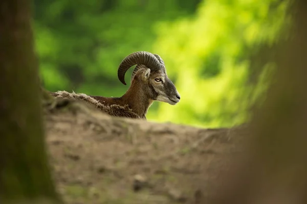 Ovis Musimon Tsjechië Gefotografeerd Prachtige Natuur Van Tsjechië Mooie Foto — Stockfoto