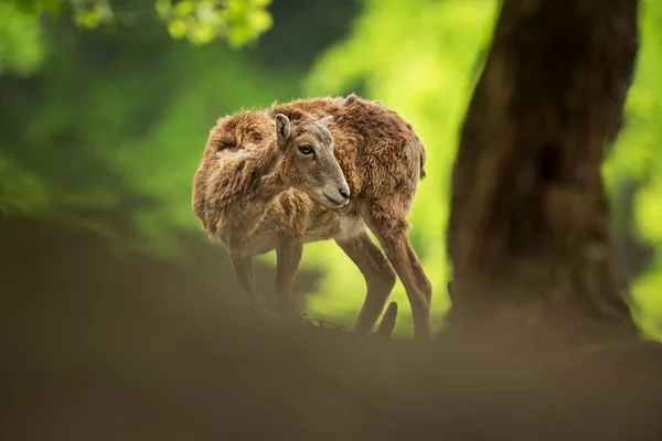 Ovis Musimon Fotografiado República Checa Hermosa Naturaleza República Checa Hermosa — Foto de Stock