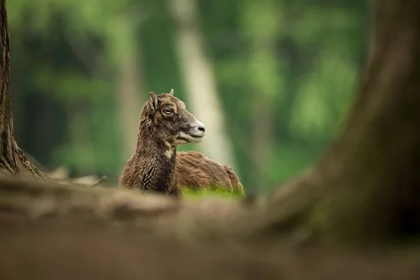 Ovis Musimon Fotografoval České Republice Krásná Příroda České Republiky Krásný — Stock fotografie