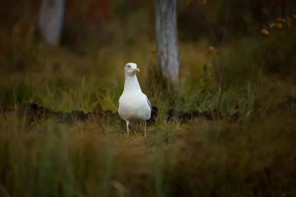 Larus Fuscus Fotografoval Finsku Volně Žijící Zvířata Finska Volné Přírodě — Stock fotografie