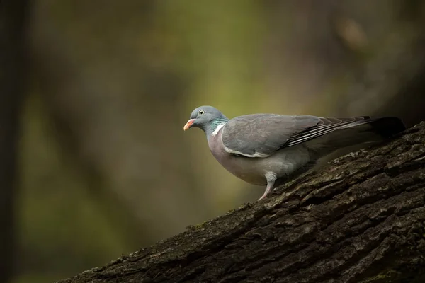 Columba Palumbus Występuje Prawie Całej Europy Dziki Natura Czeski Natura — Zdjęcie stockowe