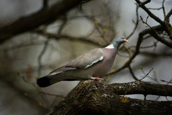 Columba Palumbus Ocurre Casi Toda Europa Naturaleza Salvaje Del Checo — Foto de Stock