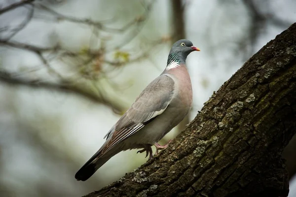 비둘기 Palumbus입니다 그것은 발생합니다 체코어의 자연입니다 자연입니다 나무에 — 스톡 사진
