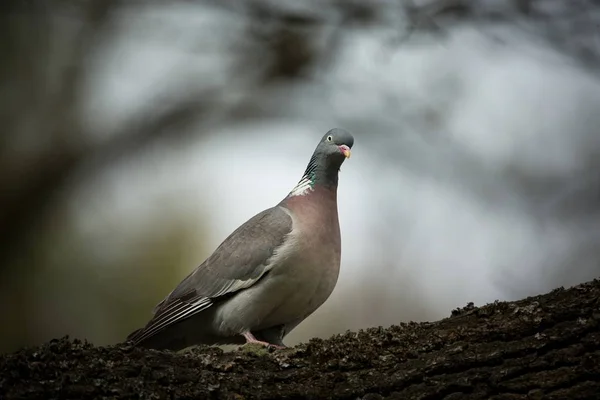 비둘기 Palumbus입니다 그것은 발생합니다 체코어의 자연입니다 자연입니다 나무에 — 스톡 사진