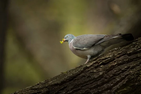 Columba Palumbus Ocurre Casi Toda Europa Naturaleza Salvaje Del Checo — Foto de Stock