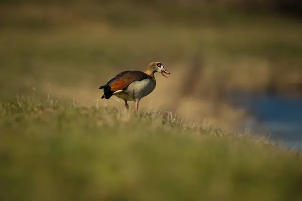 Alopochen Aegyptiaca Kommt Aus Afrika Expandiert Ganz Europa Die Wilde — Stockfoto