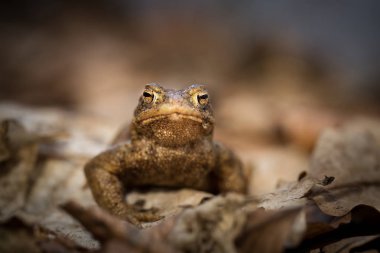 Bufo bufo. Expanded throughout Europe. Asia. Japan. Morocco and Algeria. In Tibet about 3000m. The wild nature of the Czech Republic. Spring nature. From Frog Life. Free nature. European nature. Frog in the woods. clipart