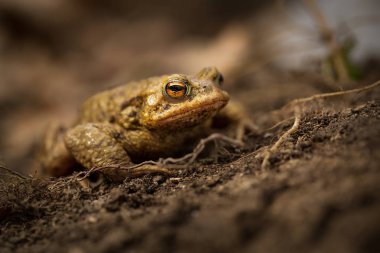Bufo bufo. Avrupa çapında genişletti. Asya. Japonya. Fas ve Cezayir. Tibet yaklaşık 3000m. Çek Cumhuriyeti vahşi doğası. Bahar doğa. Kurbağa hayattan. Ücretsiz doğa. Avrupa doğa. Ormanın içinde kurbağa.