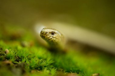Anguis fragilis. Avrupa çapında genişletti. İskandinavya değil. Çek Cumhuriyeti vahşi doğası. Sürüngenler hayattan. Ücretsiz doğa. Bahar. Çek Cumhuriyeti'nde fotoğraflandı. Orman. Doğa.