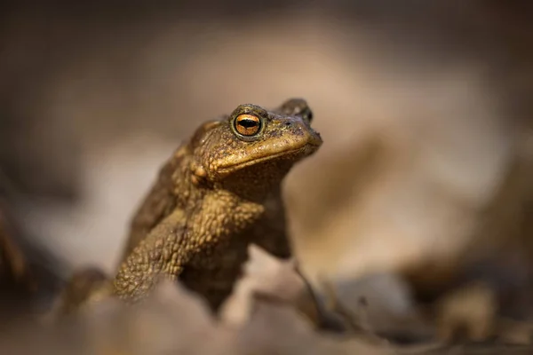 Bufo Bufo Ampliado Por Toda Europa Ásia Japão Marrocos Argélia — Fotografia de Stock