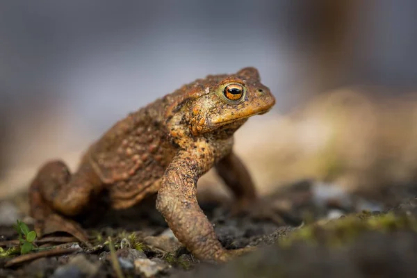 Bufo Bufo Ampliado Por Toda Europa Ásia Japão Marrocos Argélia — Fotografia de Stock