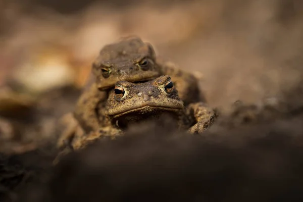 Bufo Bufo Ampliado Por Toda Europa Ásia Japão Marrocos Argélia — Fotografia de Stock