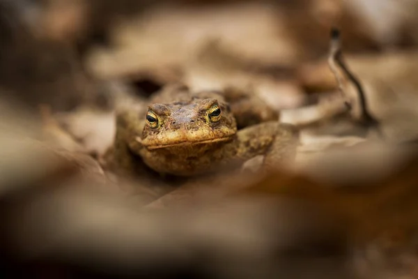 Bufo Bufo Rozšířen Celé Evropě Asie Japonsko Maroko Alžírsko Tibetu — Stock fotografie