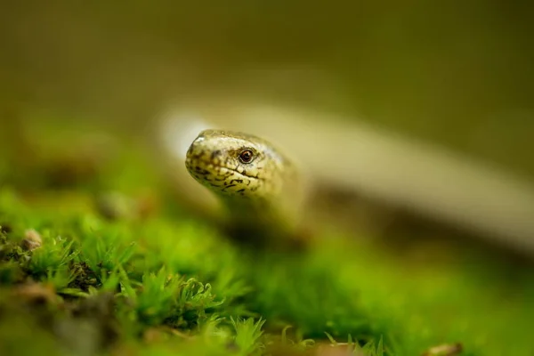 Anguis Fragilis Expanded Throughout Europe Scandinavia Wild Nature Czech Republic — Stock Photo, Image