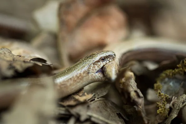 Anguis Fragilis Expanded Throughout Europe Scandinavia Wild Nature Czech Republic — Stock Photo, Image