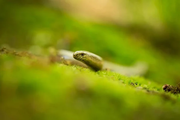 Anguis Fragilis Expanded Throughout Europe Scandinavia Wild Nature Czech Republic — Stock Photo, Image