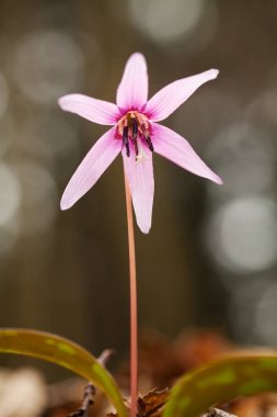 Erythronium dens-canis. Cins Erythronium Avrupa'da büyüyen tek türdür. Güney ve Orta Avrupa'da yaygındır. Ücretsiz doğa. Bir bitkinin güzel bir resim. Bahar doğa.