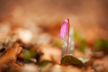 Erythronium dens-canis. Cins Erythronium Avrupa'da büyüyen tek türdür. Güney ve Orta Avrupa'da yaygındır. Ücretsiz doğa. Bir bitkinin güzel bir resim. Bahar doğa.