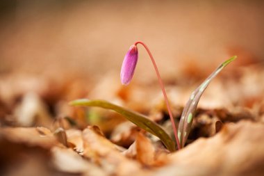 Erythronium dens-canis. Cins Erythronium Avrupa'da büyüyen tek türdür. Güney ve Orta Avrupa'da yaygındır. Ücretsiz doğa. Bir bitkinin güzel bir resim. Bahar doğa.