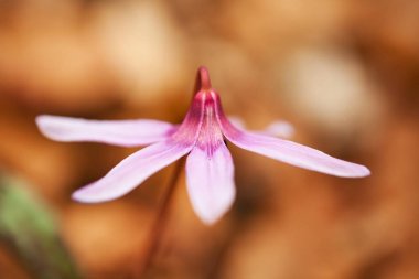 Erythronium dens-canis. Cins Erythronium Avrupa'da büyüyen tek türdür. Güney ve Orta Avrupa'da yaygındır. Ücretsiz doğa. Bir bitkinin güzel bir resim. Bahar doğa.
