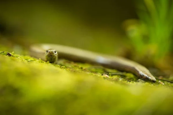 Anguis Fragilis Expanded Throughout Europe Scandinavia Wild Nature Czech Republic — Stock Photo, Image