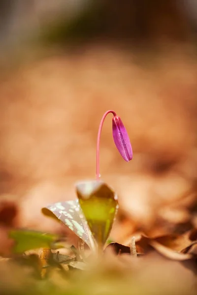 Erythronium Dens Canis Jediný Druh Rodu Kandík Rostoucím Evropě Rozšířen — Stock fotografie