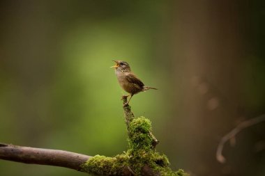 Troglodytes troglodytes. Avrupa çapında oluşur. İskandinavya, İzlanda, Kuzey Afrika, orta ve Doğu Asya ve Kuzey Amerika yok. Vahşi doğa Çek dili Kuş hayattan. Ücretsiz doğa. Bahar. Çek Cumhuriyeti. Kuş ormanın içinde. B