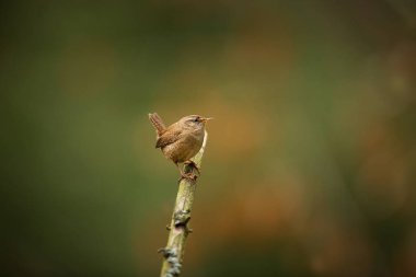Troglodytes troglodytes. Avrupa çapında oluşur. İskandinavya, İzlanda, Kuzey Afrika, orta ve Doğu Asya ve Kuzey Amerika yok. Vahşi doğa Çek dili Kuş hayattan. Ücretsiz doğa. Bahar. Çek Cumhuriyeti. Kuş ormanın içinde. B