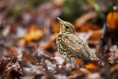 Turdus philomelos. Avrupa çapında yayılıyor. Vahşi doğa Çek dili Kuş yaprakları. Genç. Ücretsiz doğa. Kuş hayattan. Güzel resim. Bahar doğa. Orman. Çek Cumhuriyeti. Renkli görüntü.