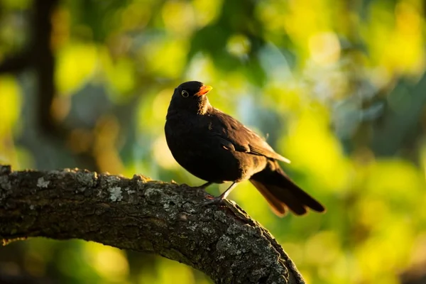 Turdus Merula Rozwinięta Całej Europie Azji Południowej Australia Nowa Zelandia — Zdjęcie stockowe