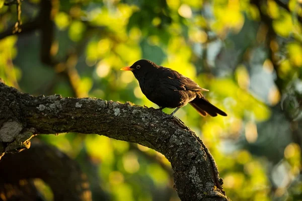 Turdus Merula Rozwinięta Całej Europie Azji Południowej Australia Nowa Zelandia — Zdjęcie stockowe