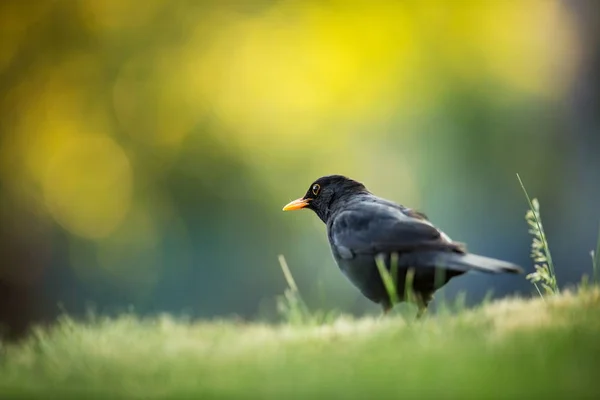 Turdus Merula Rozwinięta Całej Europie Azji Południowej Australia Nowa Zelandia — Zdjęcie stockowe