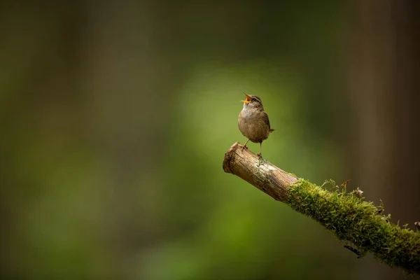 Troglodytes Troglodytes Het Komt Voor Heel Europa Het Bestaat Niet — Stockfoto