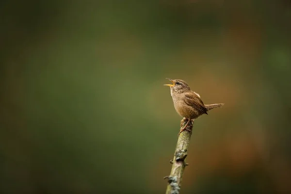 Troglodytes Troglodytes Vyskytuje Celé Evropě Dosud Neexistuje Skandinávii Islandu Severní — Stock fotografie