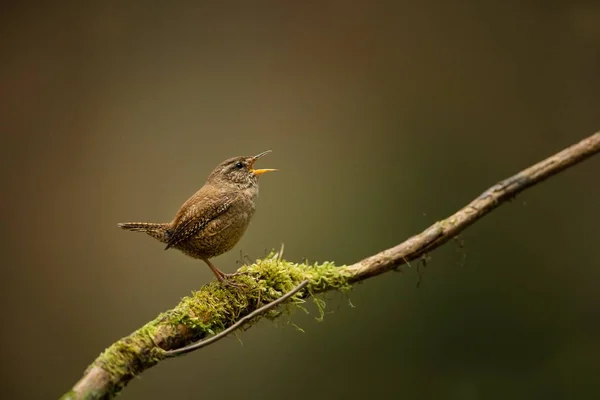 Troglodytes Troglodytes Vyskytuje Celé Evropě Dosud Neexistuje Skandinávii Islandu Severní — Stock fotografie