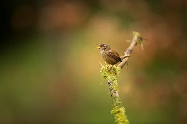 Troglodytes Troglodytes Vyskytuje Celé Evropě Dosud Neexistuje Skandinávii Islandu Severní — Stock fotografie