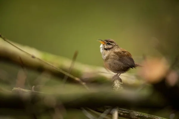 Troglodytes Troglodytes Occurs Throughout Europe Does Exist Scandinavia Iceland North — Stock Photo, Image