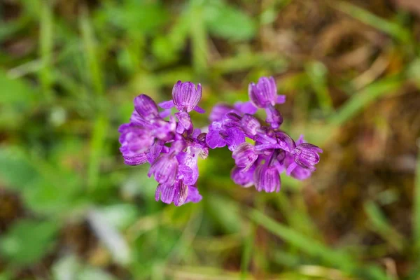 Üzümlü Morio Çek Cumhuriyeti Nde Doğada Orkide Vahşi Doğa Çok — Stok fotoğraf