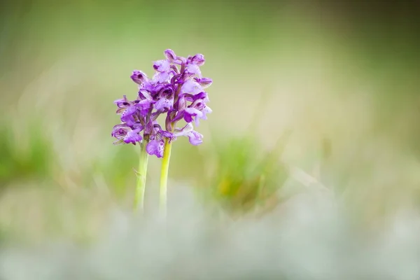 Orchis Morio Orchid Nature Czech Republic Wild Nature Very Rare Royalty Free Stock Images