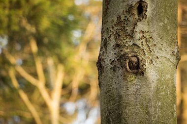 Aegolius funereus. Çek Cumhuriyeti'nde fotoğraflandı. Avrupa'nın vahşi doğa. Ücretsiz doğa. Güzel resim. Ağaç üzerinde baykuş. Nadir bir tür. Bahar doğa. Bahar. Çek Cumhuriyeti. Avrupa. Renkli görüntü.