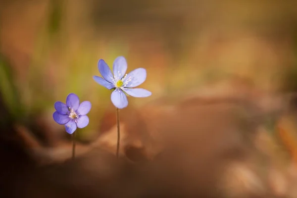 Hepatica Nobilis Spread Throughout Europe Expanded Iceland Grow Mostly Deciduous — Stock Photo, Image