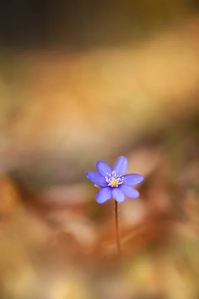 Hepatica Nobilis Elterjedt Egész Európában Nem Bővült Egyesült Királyságban Izland — Stock Fotó