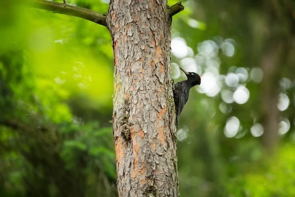 Dryocopus Martius Natureza Selvagem República Checa Vida Das Aves Bela — Fotografia de Stock