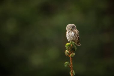 Glaucidium passerinum. Avrupa'nın en küçük baykuş bu. Özellikle Kuzey Avrupa'da oluşur. Ama aynı zamanda Orta ve Güney Avrupa. Bazı dağ alanlarda. Çek Cumhuriyeti'nde fotoğraflandı. Vahşi doğa. Güzel resim. Bahar doğa, baykuş t